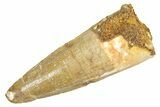 Fossil Spinosaurus Tooth - Real Dinosaur Tooth #363097-1
